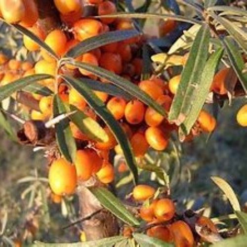 Sea Buckthorn Berry CO2 Extract > CO2 Extracts > The Herbarie at Stoney